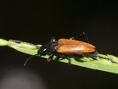 Lepturidea deplanchei