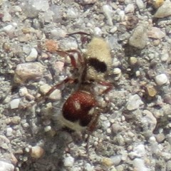 Dasymutilla sicheliana