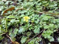 Ranunculus taisanensis