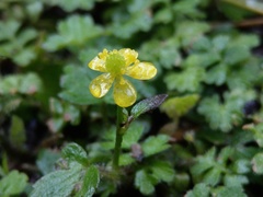 Ranunculus taisanensis