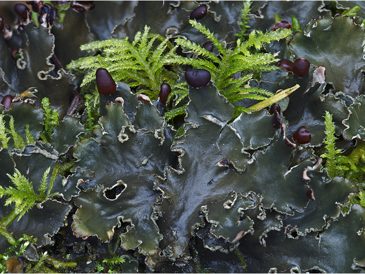 Tree Pelt Lichen (Fungi, Lichens &amp; Mosses of Glacier National Park ...