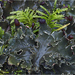 Peltigera collina - Photo (c) Richard Droker,  זכויות יוצרים חלקיות (CC BY-NC-ND)