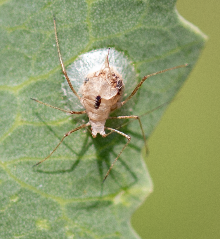 Praon pequodorum