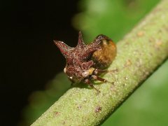 Acanthuchus trispinifer