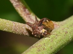 Acanthuchus trispinifer