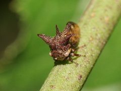 Acanthuchus trispinifer