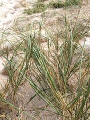 Thinopyrum distichum