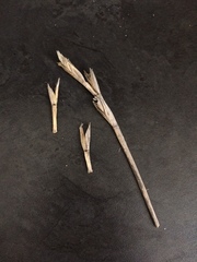 Thinopyrum distichum