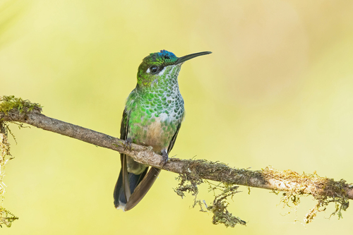 Violet-fronted Brilliant
