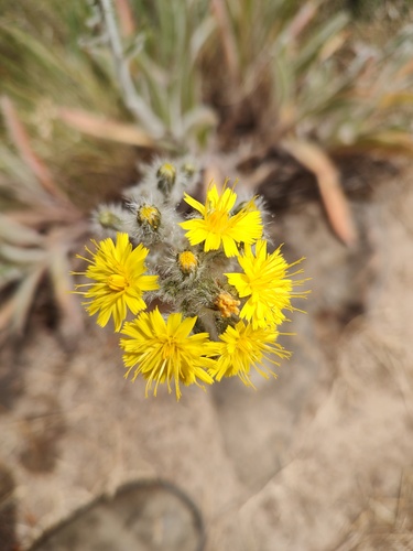 Scouler's woollyweed (Hieracium scouleri)