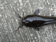 Clarias fuscus