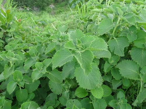 Image of Coleus amboinicus by (c) Alexis López Hernández, some rights reserved (CC BY)
