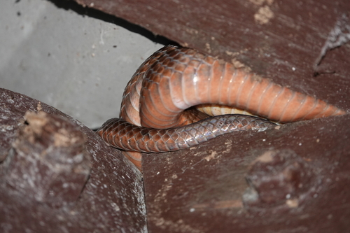 Brown Tree Snake sighting