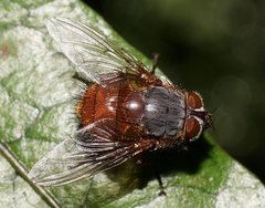 Calliphora nigrithorax