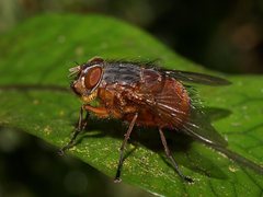 Calliphora nigrithorax