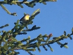 Setophaga americana image