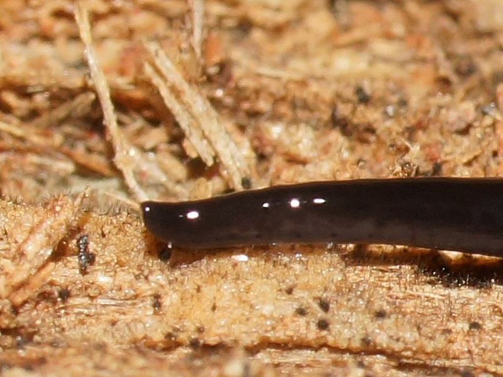 Parakontikia