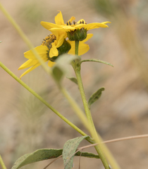Helianthus gracilentus