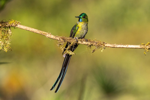 Long-tailed Sylph