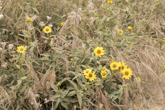 Helianthus gracilentus