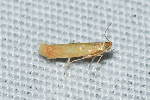 Coptotriche zelleriella