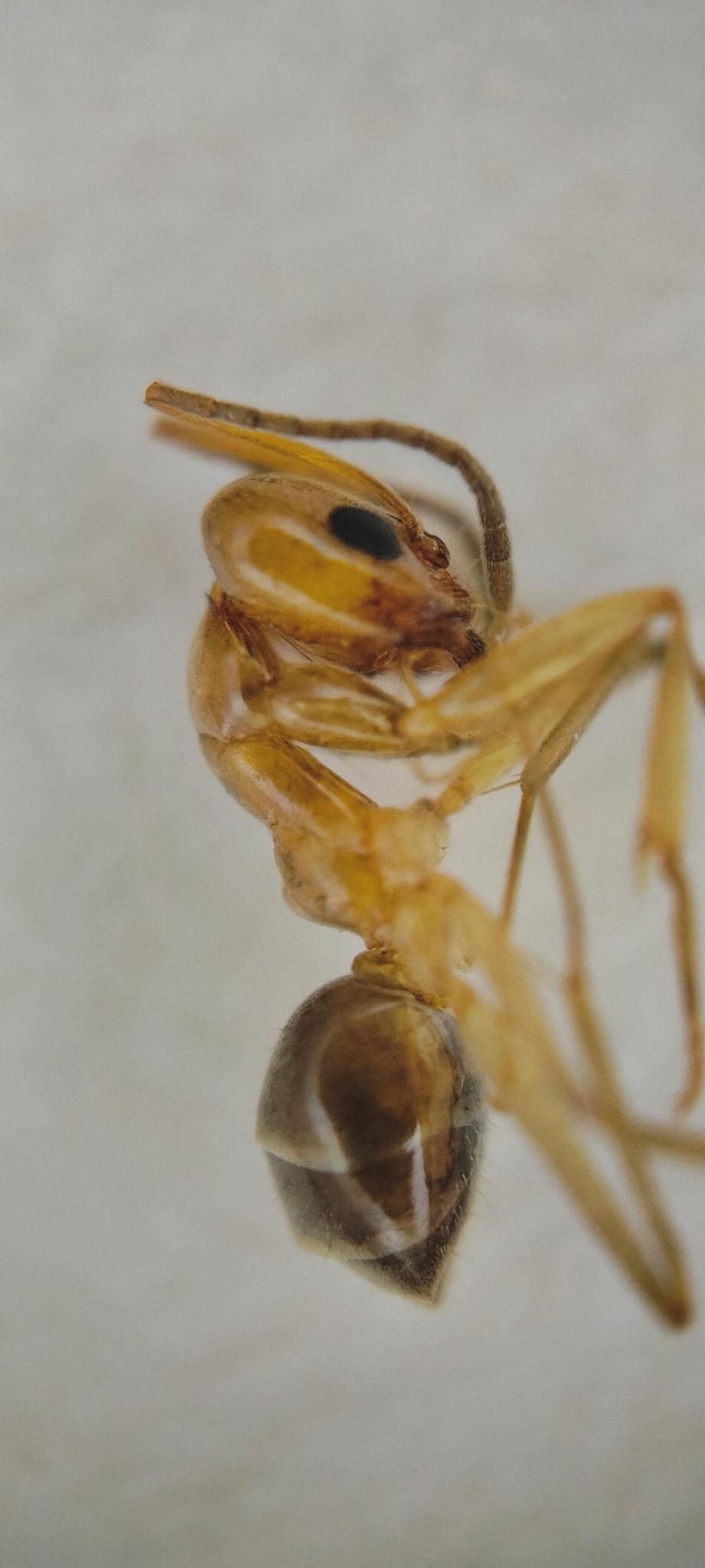 Dorymyrmex minutus