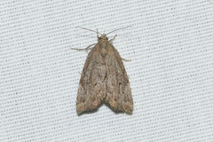 Cutina albopunctella