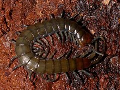 Cormocephalus esulcatus