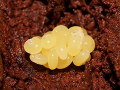 Cormocephalus esulcatus