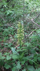 Orchis punctulata