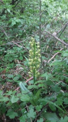 Orchis punctulata