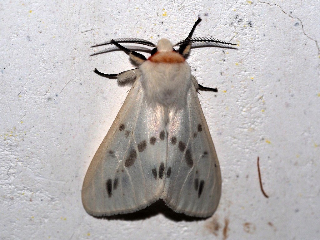 Lemyra rhodophilodes