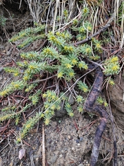 Thymelaea