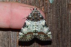 Catocala connubialis