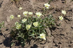 Platystemon californicus