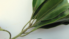 Aspidosperma spruceanum