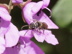 Lasioglossum sphecodoides