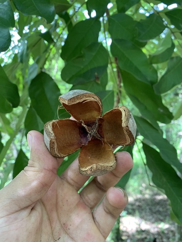 Khaya senegalensis