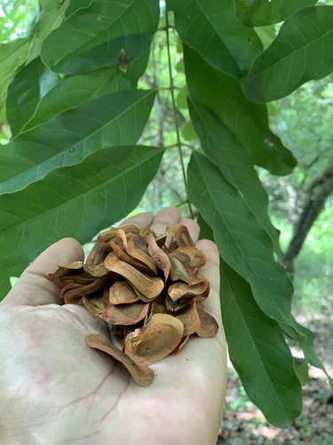 Khaya senegalensis