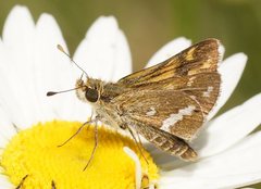 Taractrocera papyria papyria