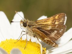 Taractrocera papyria papyria