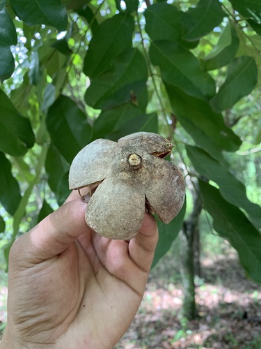 Khaya senegalensis
