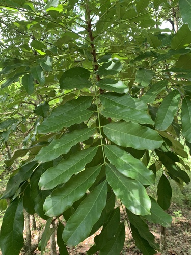 Khaya senegalensis