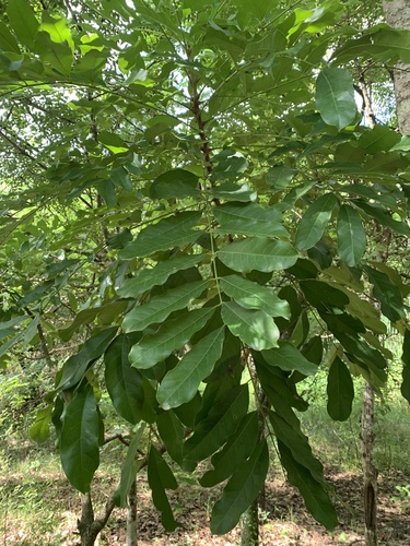 Khaya senegalensis