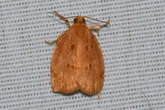 Archips rileyana