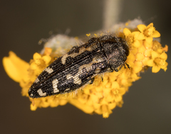 Acmaeodera