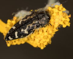 Acmaeodera
