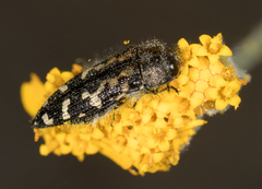 Acmaeodera