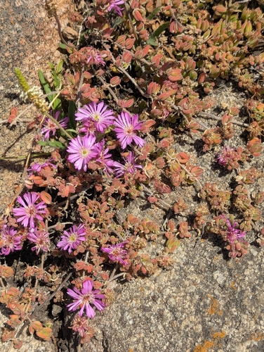 Drosanthemum floribundum