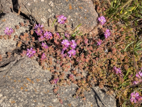 Drosanthemum floribundum
